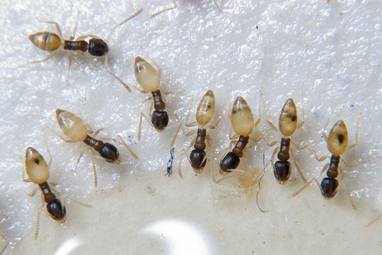 Termite & Pest Control Acme
